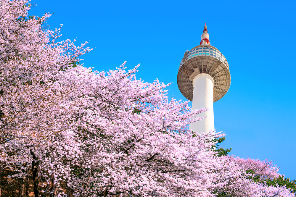 Seoul tower and pink cherry Blossom, Sakura season in spring,Seoul in South Korea