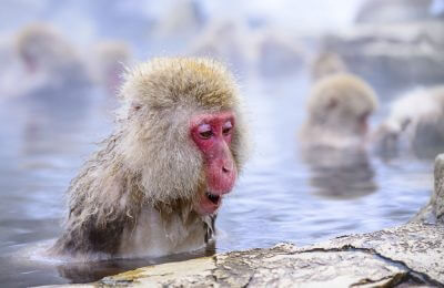 Macaque baths in hot springs in Nagano, Japan.
