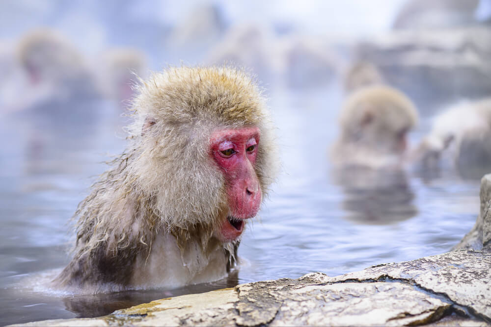 Macaque baths in hot springs in Nagano, Japan.
