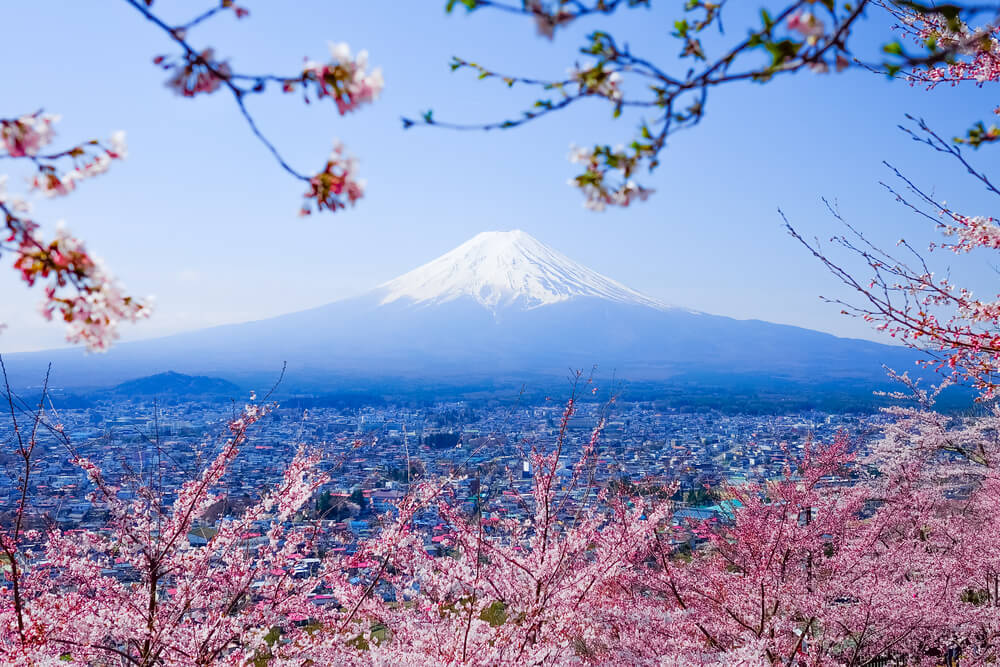 Mt. Fuji With Cherry Blossom (Sakura )in Spring, Fujiyoshida, Japan